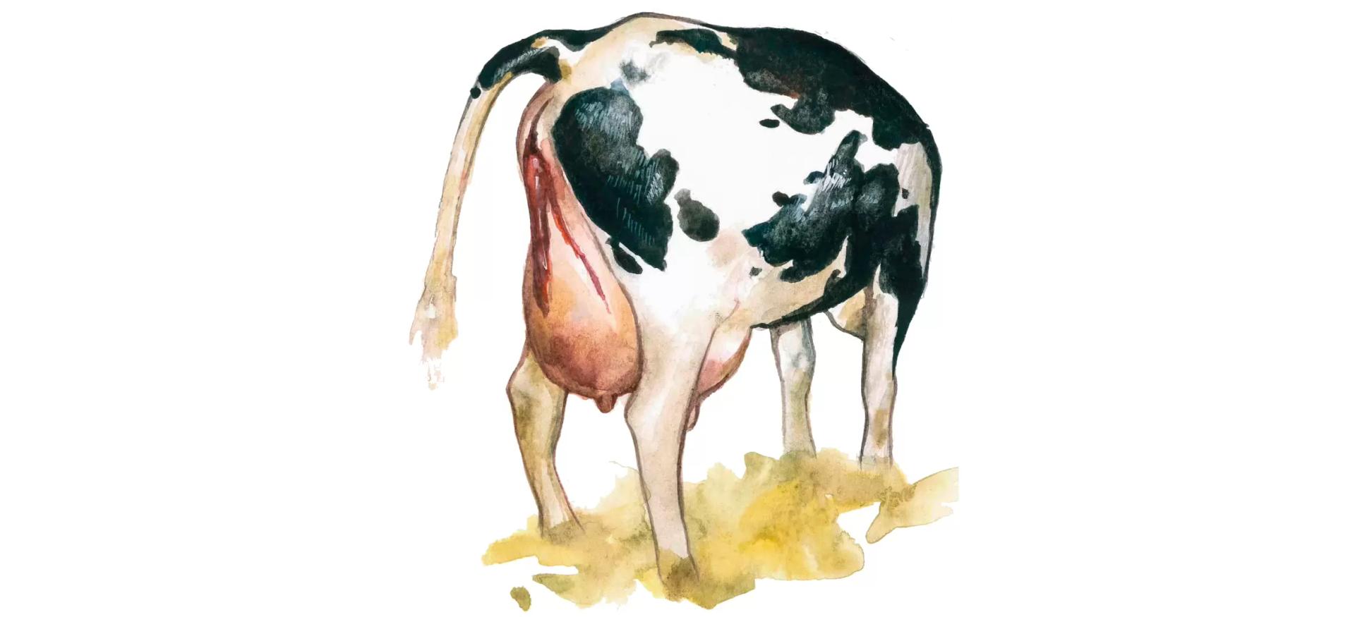 Задержание последа у коров