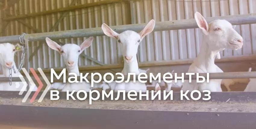 Макроэлементы в кормлении коз (нормы потребления, дефицит, избыток)