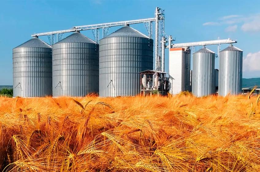 Россия закупит 1 млн тонн пшеницы в интервенционный фонд в 2022 году