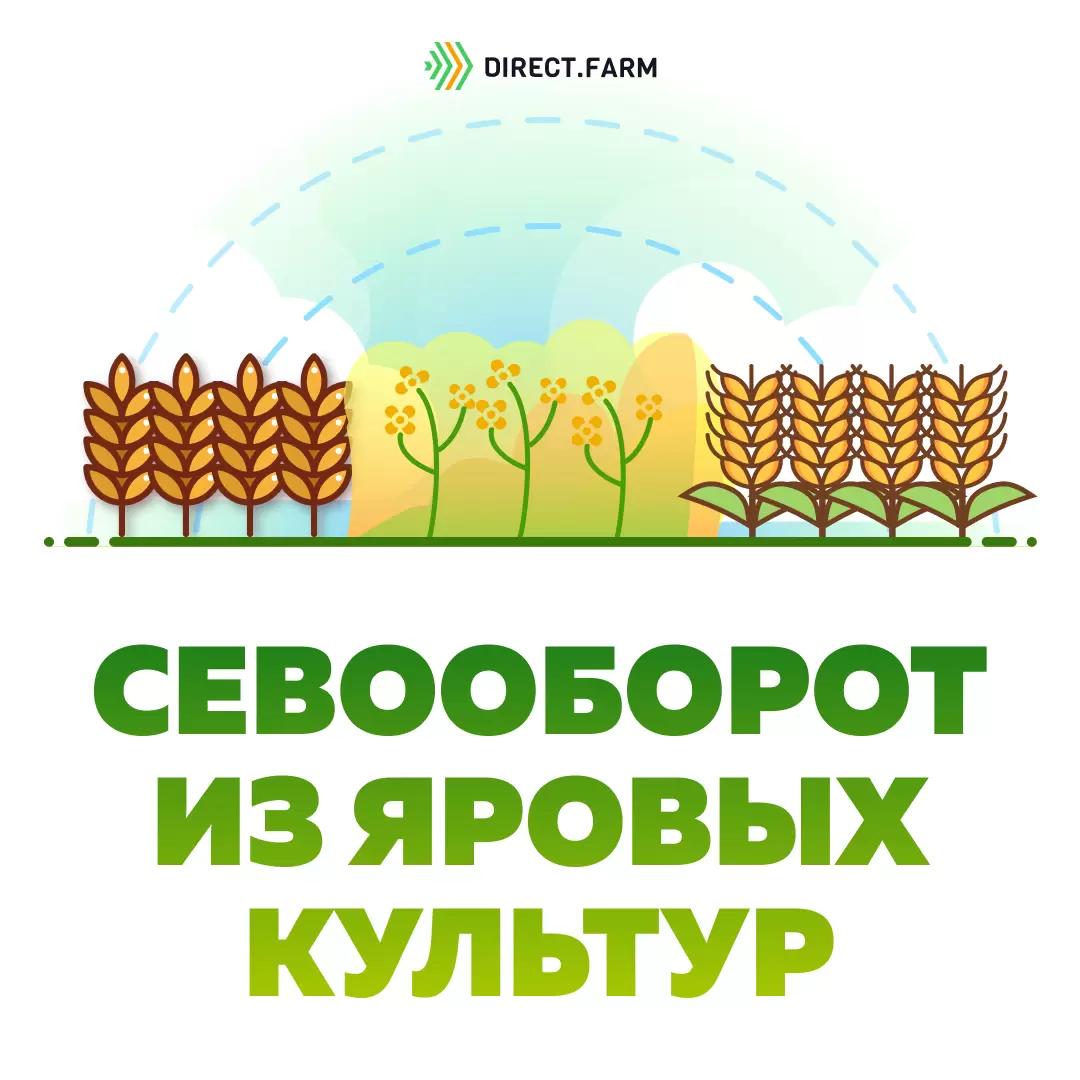 Как лучше составить севооборот?