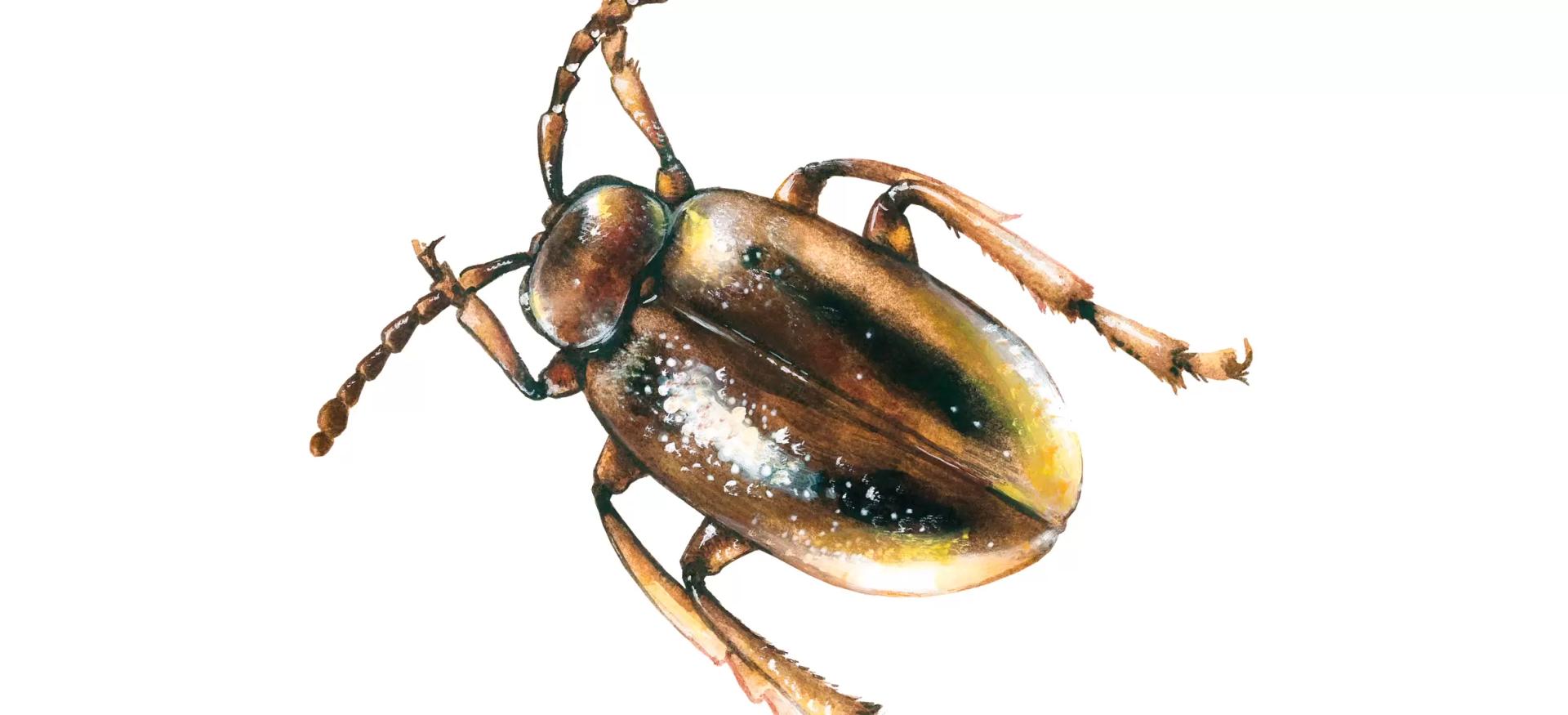 Соевая чернополосая блошка