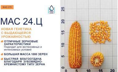 Семена кукурузы МАС 24.Ц (ФАО 270)
