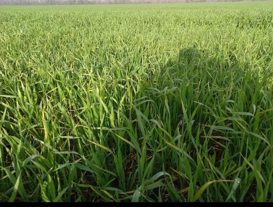 Подскажите, пожалуйста,что с озимой пшеницей?