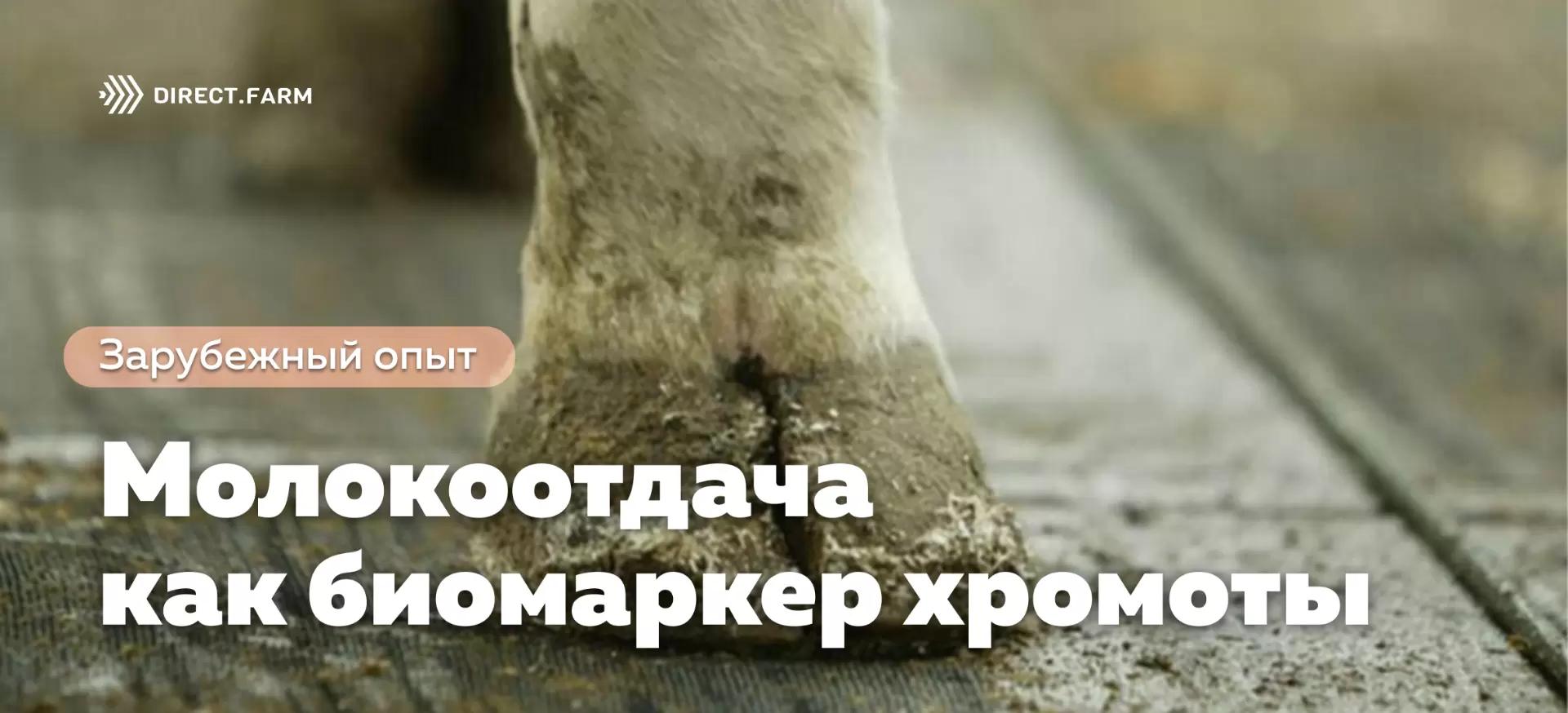 Показатели молокоотдачи как биомаркеры хромоты