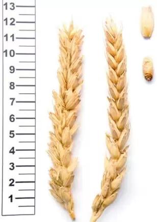 Васса сорт мягкой озимой пшеницы