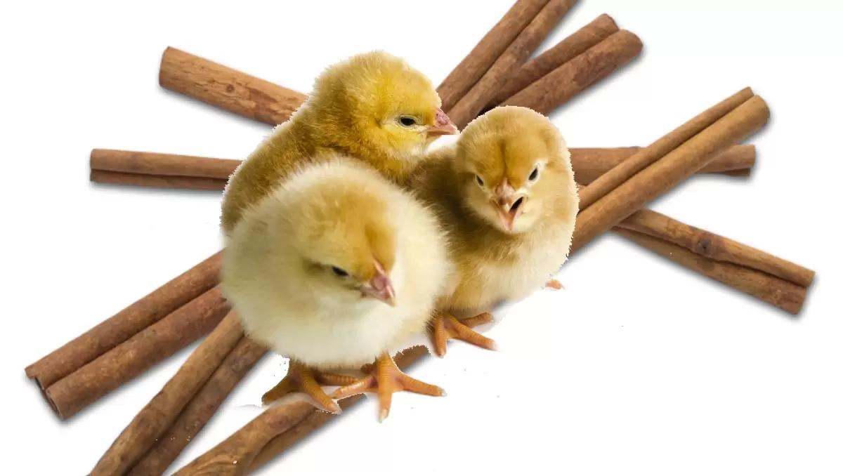 Корица в рационах бройлеров