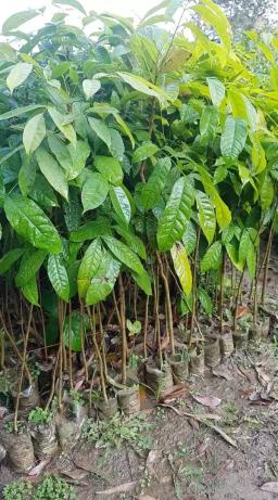 Продаём саженцы редкого Красного дерева Махагони ( красная древесина)