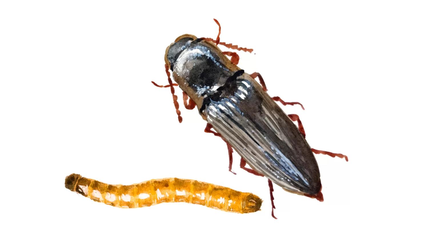 Щелкун степной (проволочник)