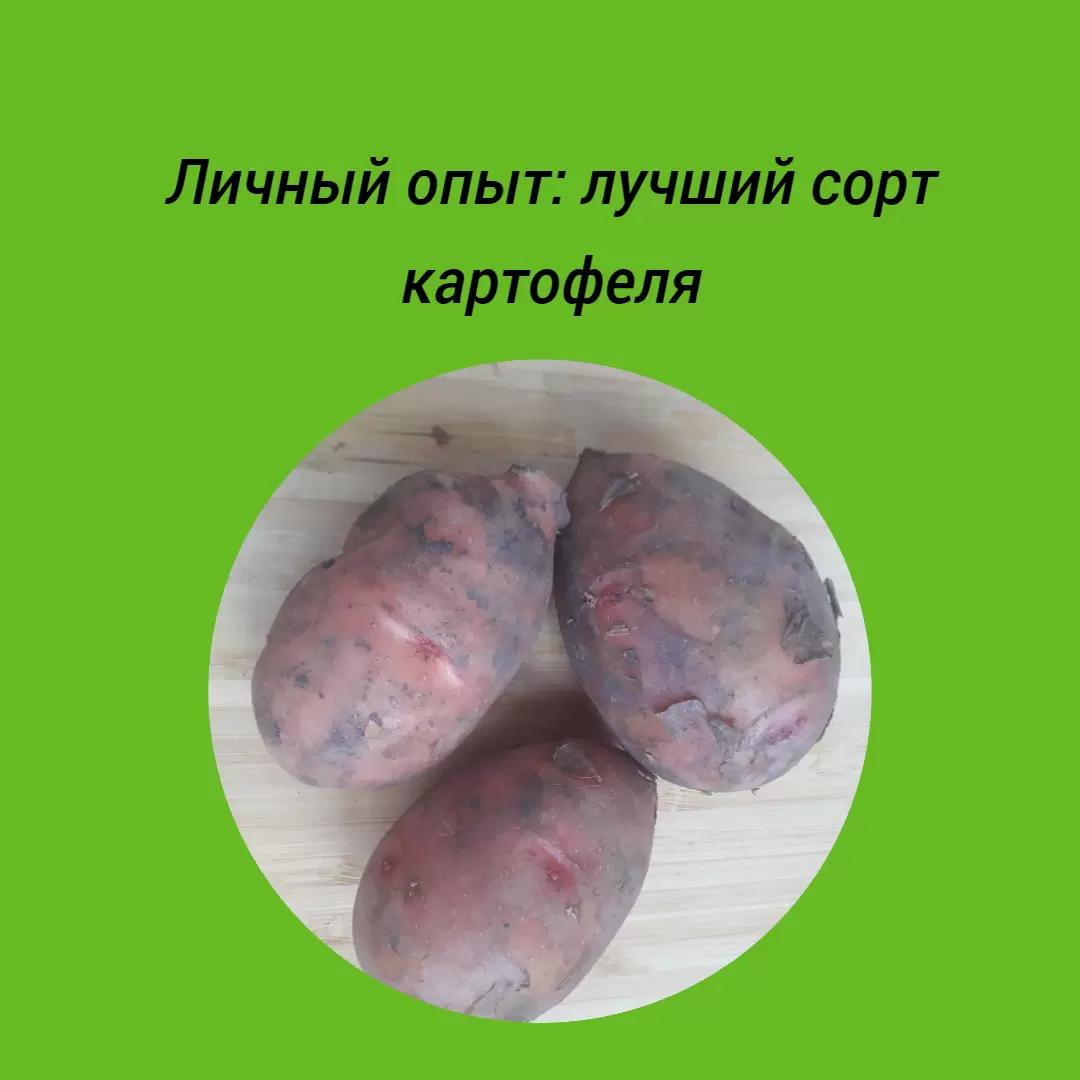 Вкусный, урожайный и хорошо хранится: какой сорт картофеля я считаю лучшим