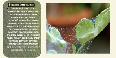 Энтомофаги для защиты растений от насекомых-вредителей