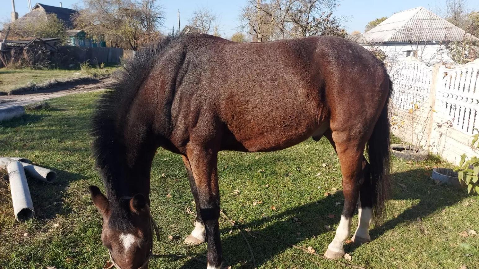 Вопросы из чатов: почему лошадь угнетена?