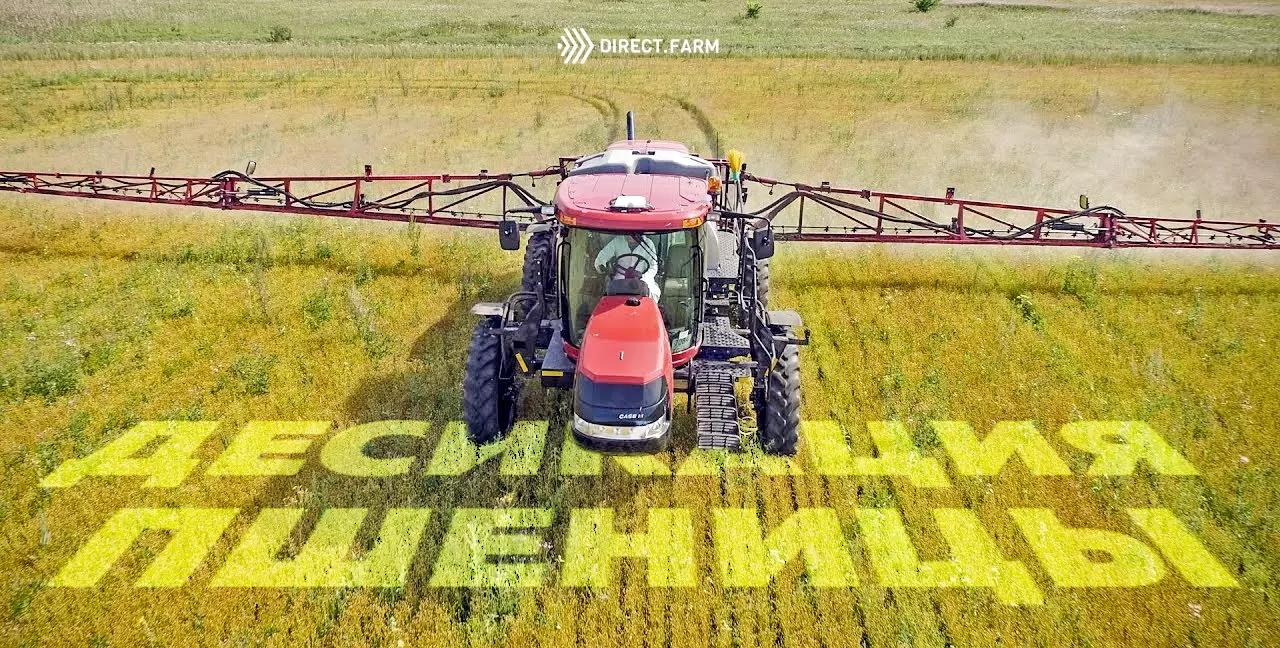 Десикация для ускорения созревания пшеницы