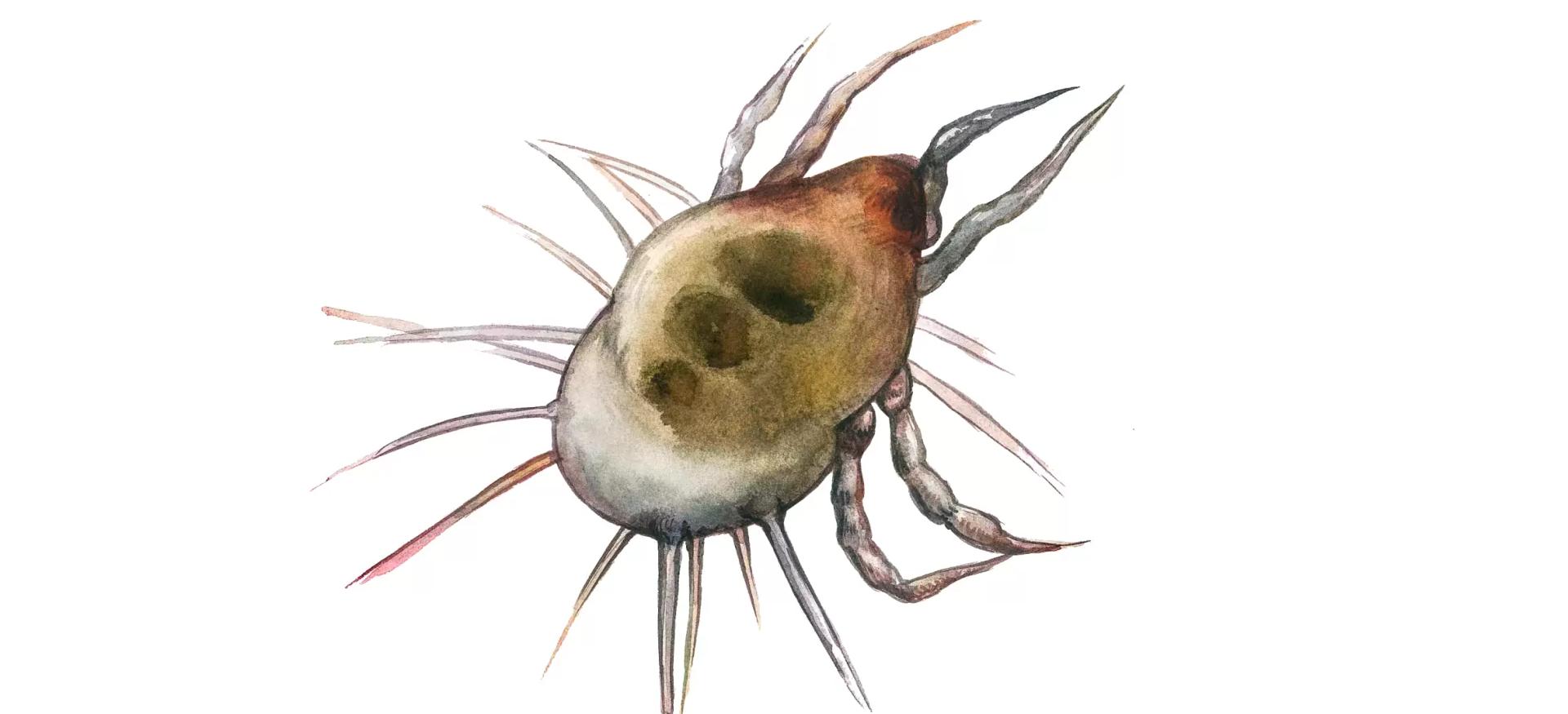 Хлебный клещик