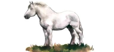 Булонская порода лошадей