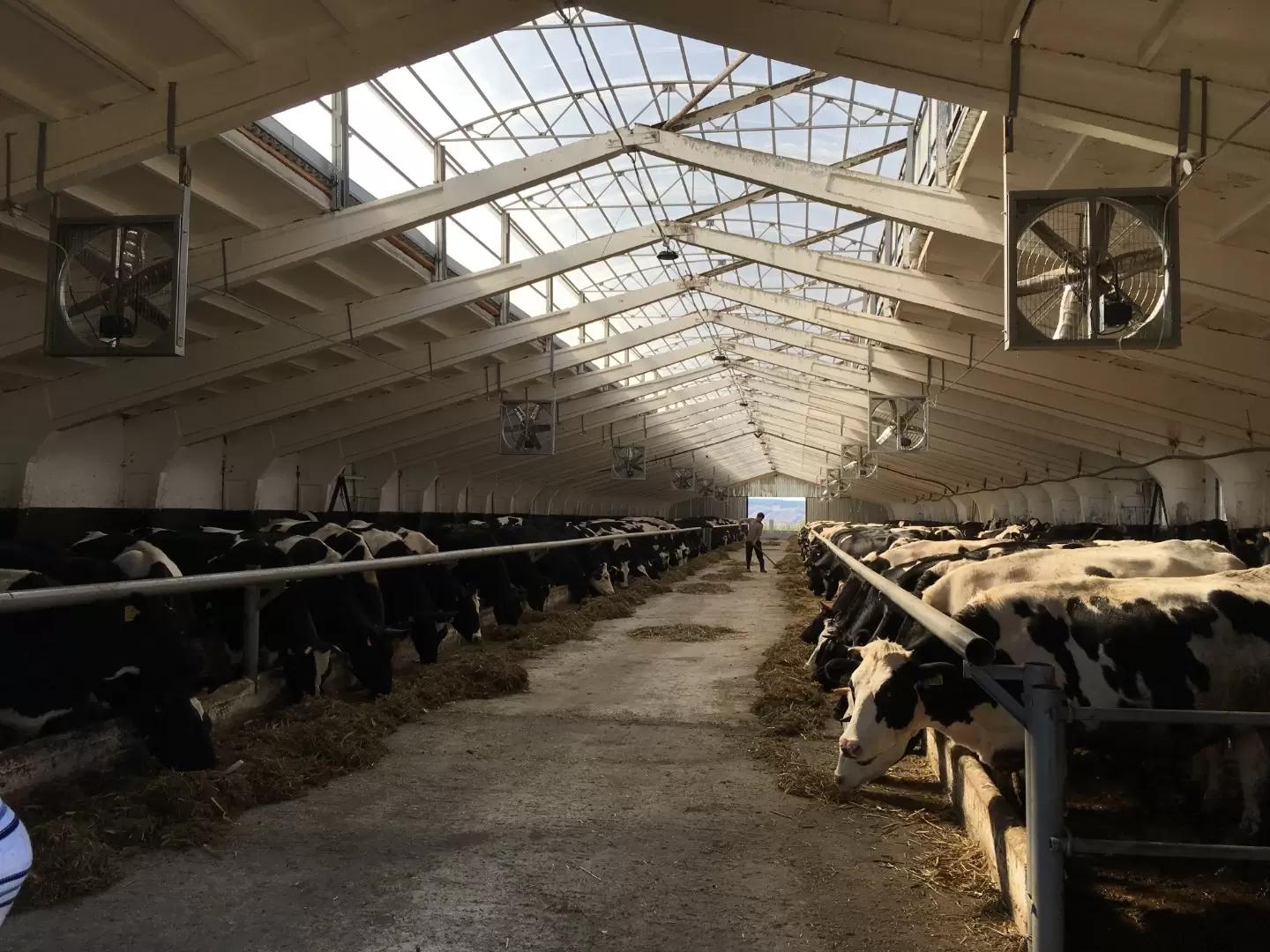 Самая дорогая ошибка при строительстве коровников