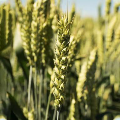 Пшеница мягкая озимая Льговская 4