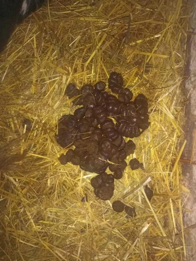 Вопросы из чатов: почему у нетели очень сухой навоз и отказ от воды?