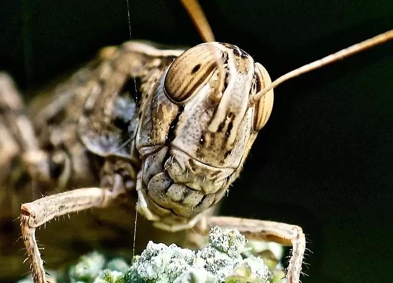 Саранча угрожает сельхозугодьям 23 районов Дагестана