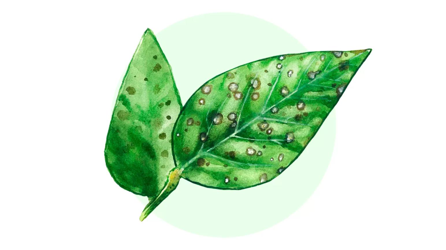 Церкоспороз сои