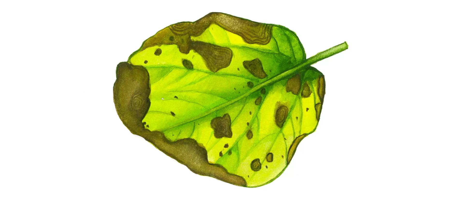 Альтернариоз сои