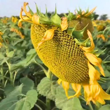 Семена подсолнечника Вектор (F1), среднеранний гибрид