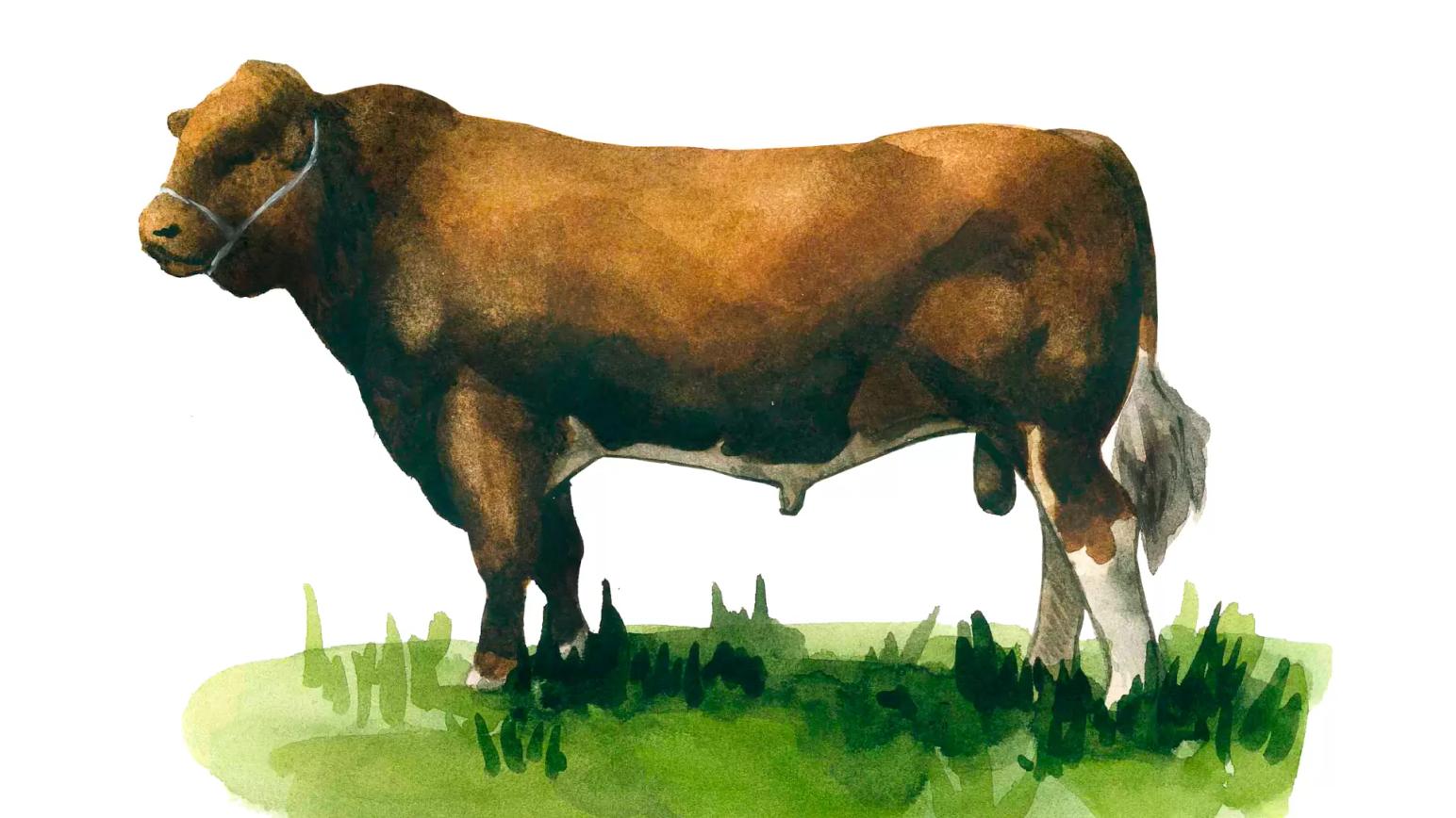 Мен-анжу – порода коров