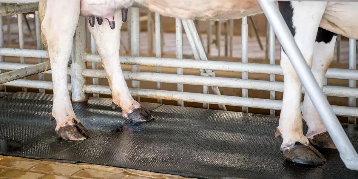 Здоровье копыт и три основные причины хромоты. Язва подошвы