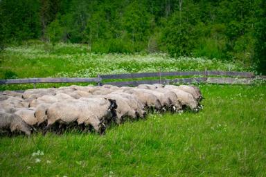 Романовская овца - разумное решение проблем на рынке мяса и мясных продуктов