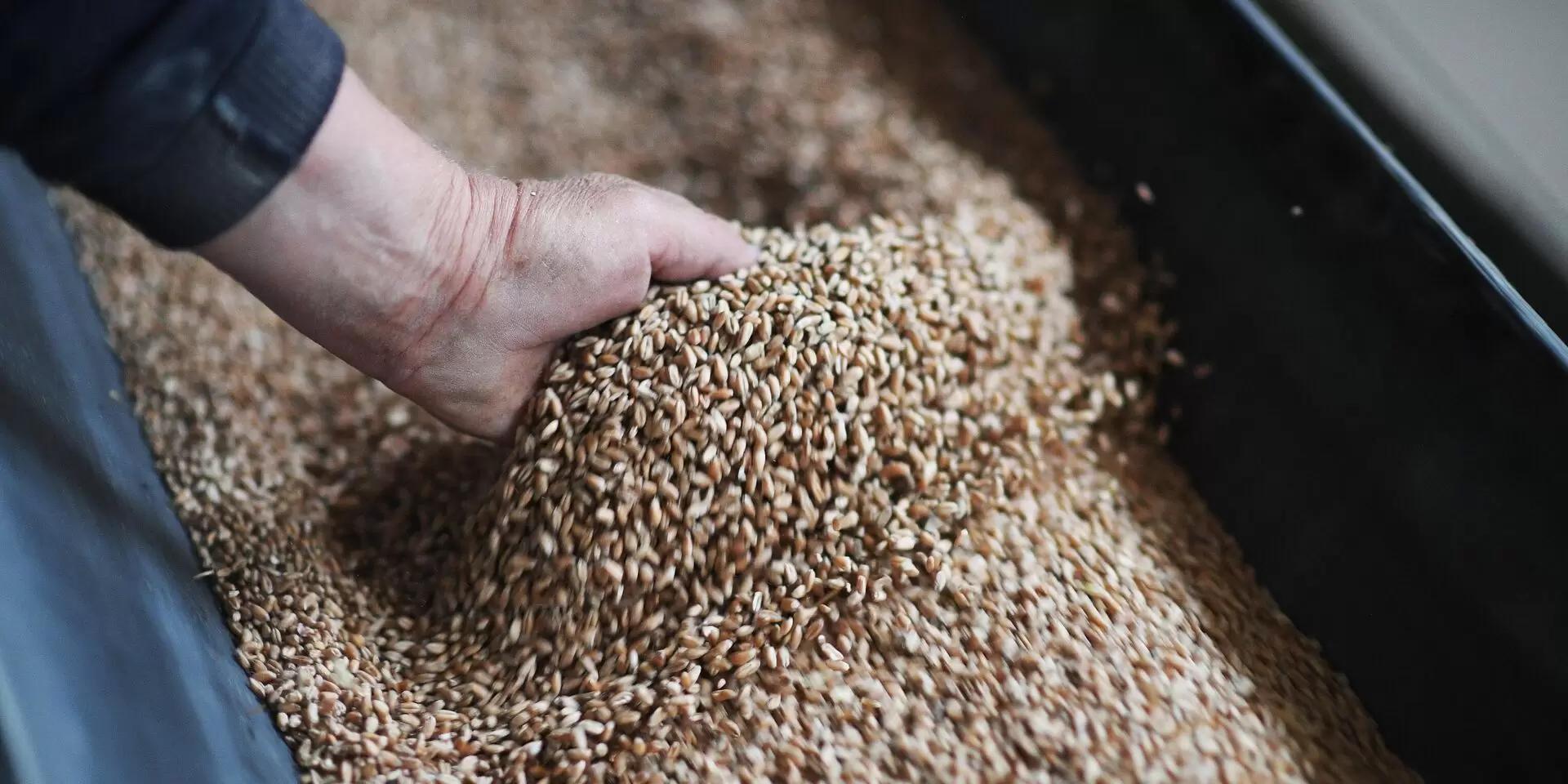 Доля России на мировом рынке пшеницы в этом сезоне приблизится к 30%