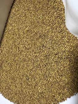 Люцерна сорт Гюзель Элита