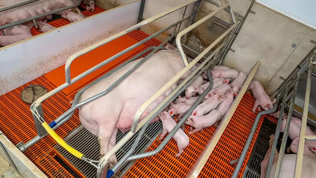 Повышение плодовитости свиноматок