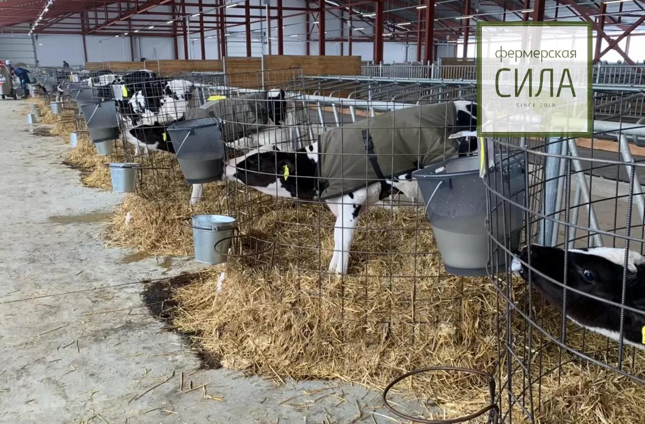 Выпойка телят: оптимальные схемы, нормы и технологии для здорового роста