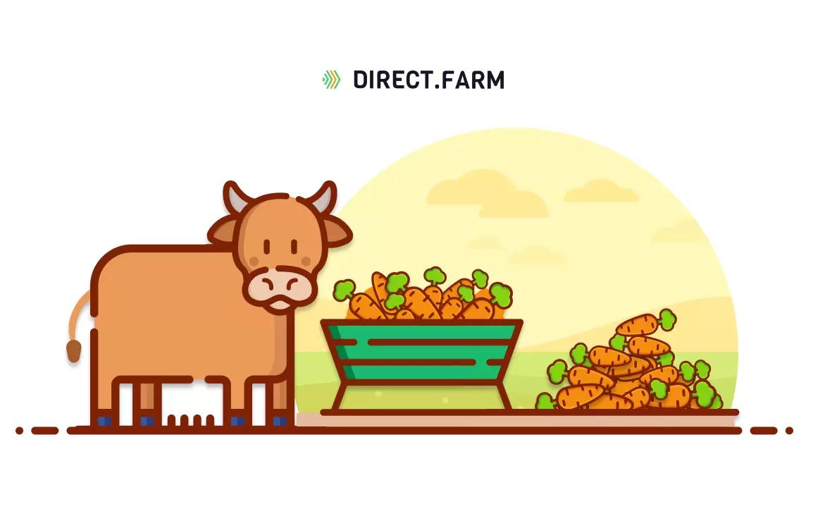 Как скармливать морковь коровам? 