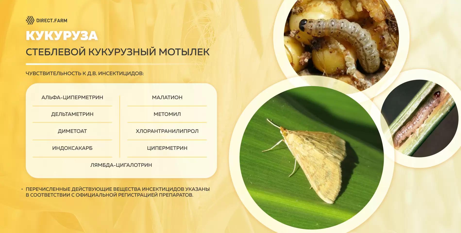 Шпаргалка д.в. против стеблевого кукурузного мотылька
