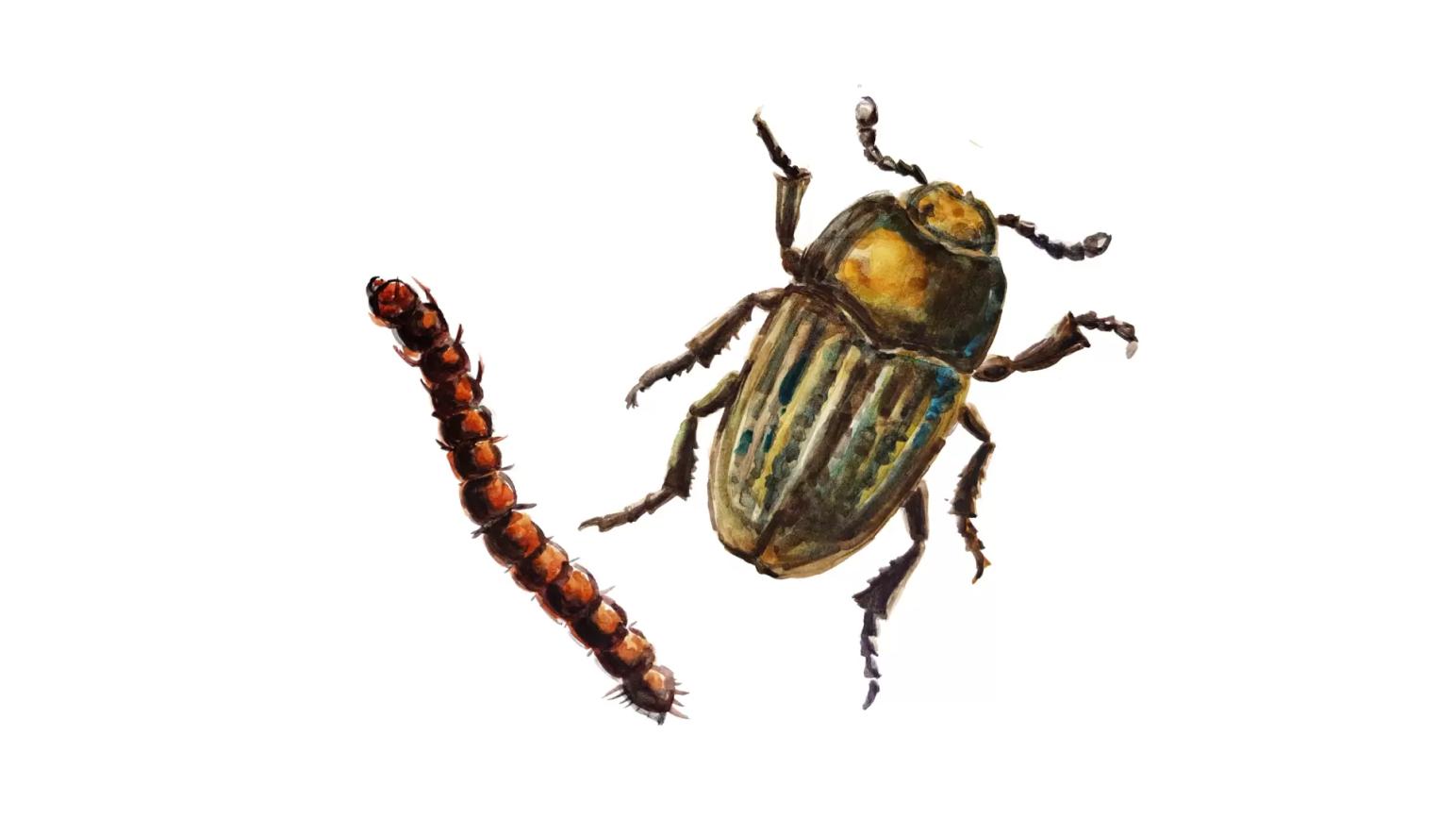 Песчаный медляк (Проволочник)