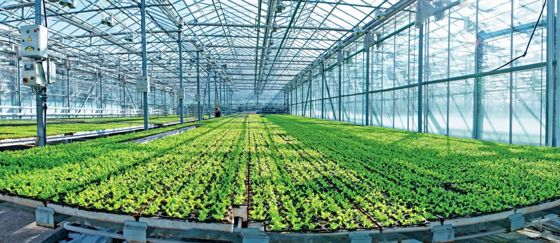 В Совфеде призвали стимулировать строительство новых тепличных комплексов