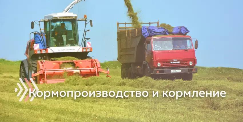 Реперные точки молочной фермы: кормопроизводство и кормление