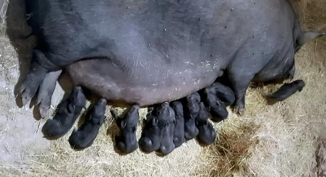 МОЖЕТ ЛИ ВЬЕТНАМСКАЯ СВИНОМАТКА ВЫКОРМИТЬ ПОРОСЯТ БОЛЬШЕ, ЧЕМ У НЕЕ СОСКОВ?