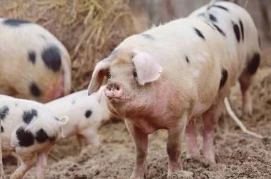 Глостерширская пятнистая – порода свиней