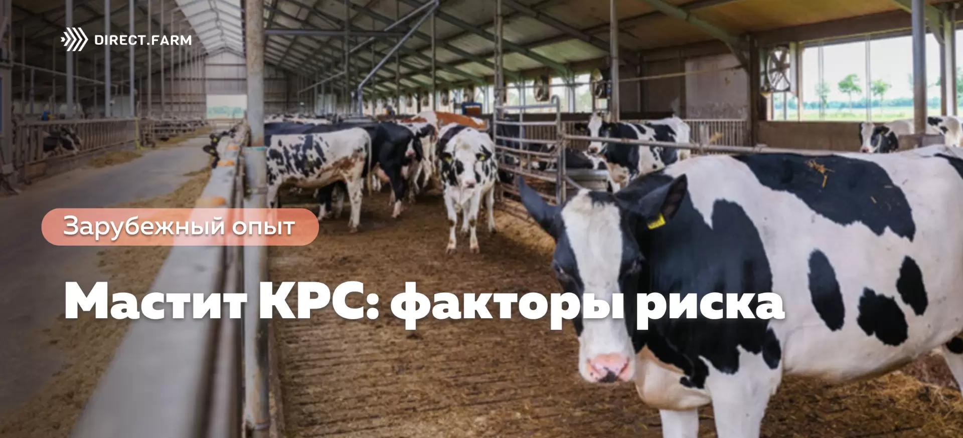 Мастит КРС: факторы риска