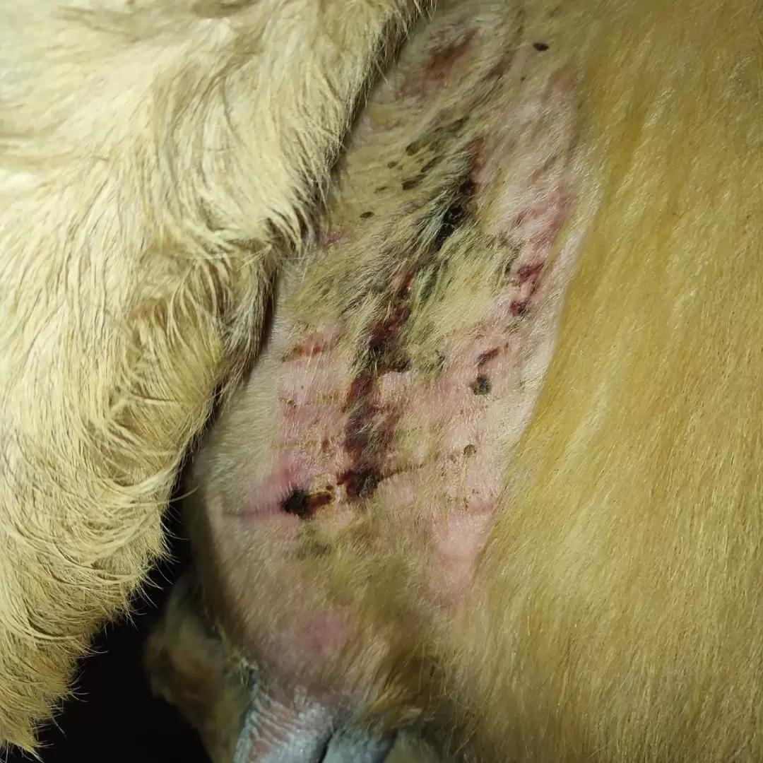 Вопросы из чатов: от чего у коров поражения кожи?