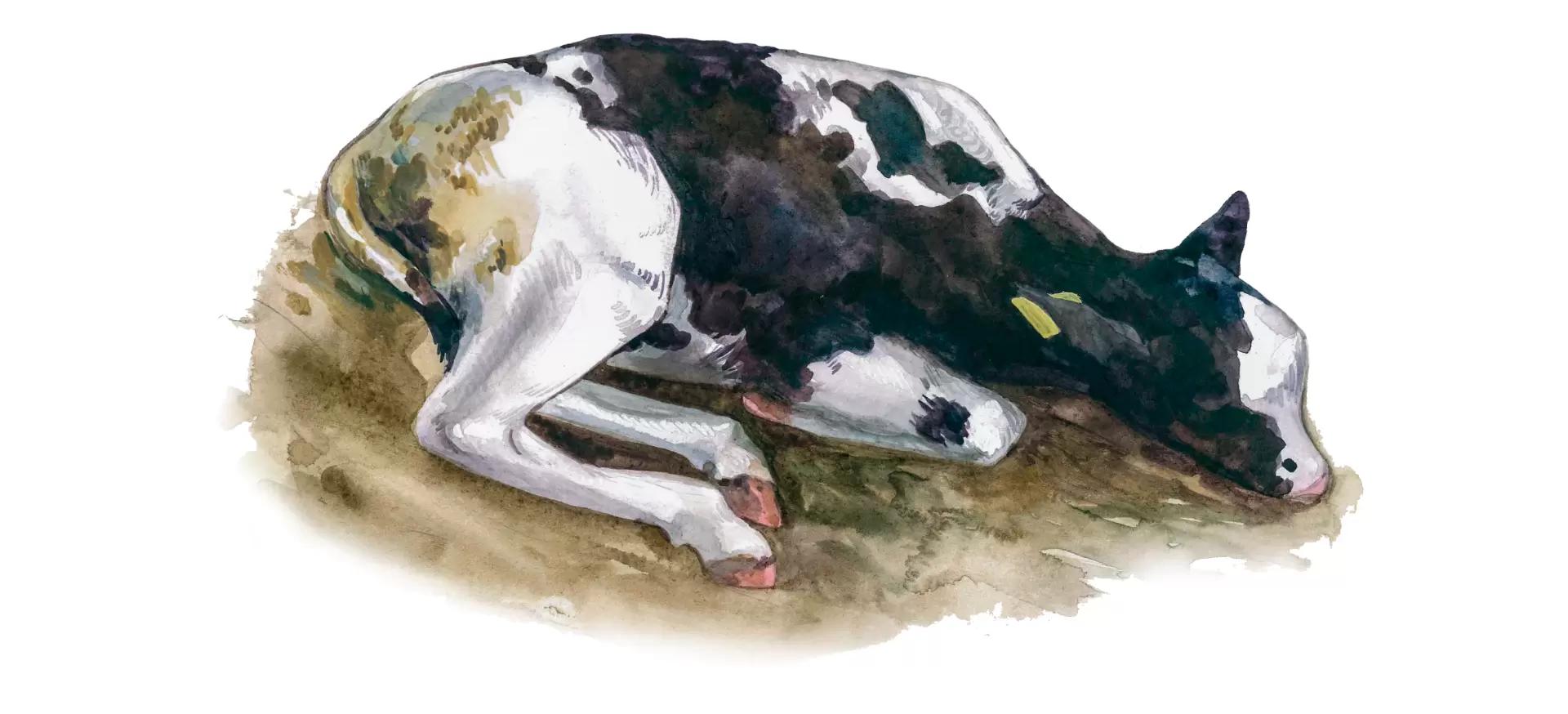 Лямблиоз (гиардиоз) у КРС