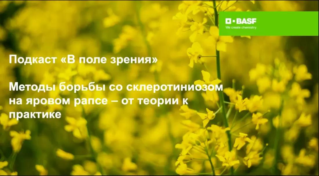 Методы борьбы со склеротиниозом на яровом рапсе – от теории к практике