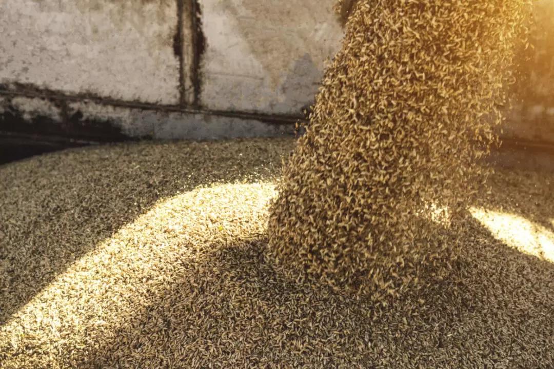 РФ с 1 июля по 15 октября сократила экспорт зерна на 13%