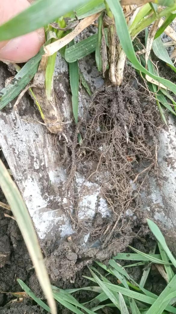 Вопросы для обсуждений: проводить подкормку или нет?