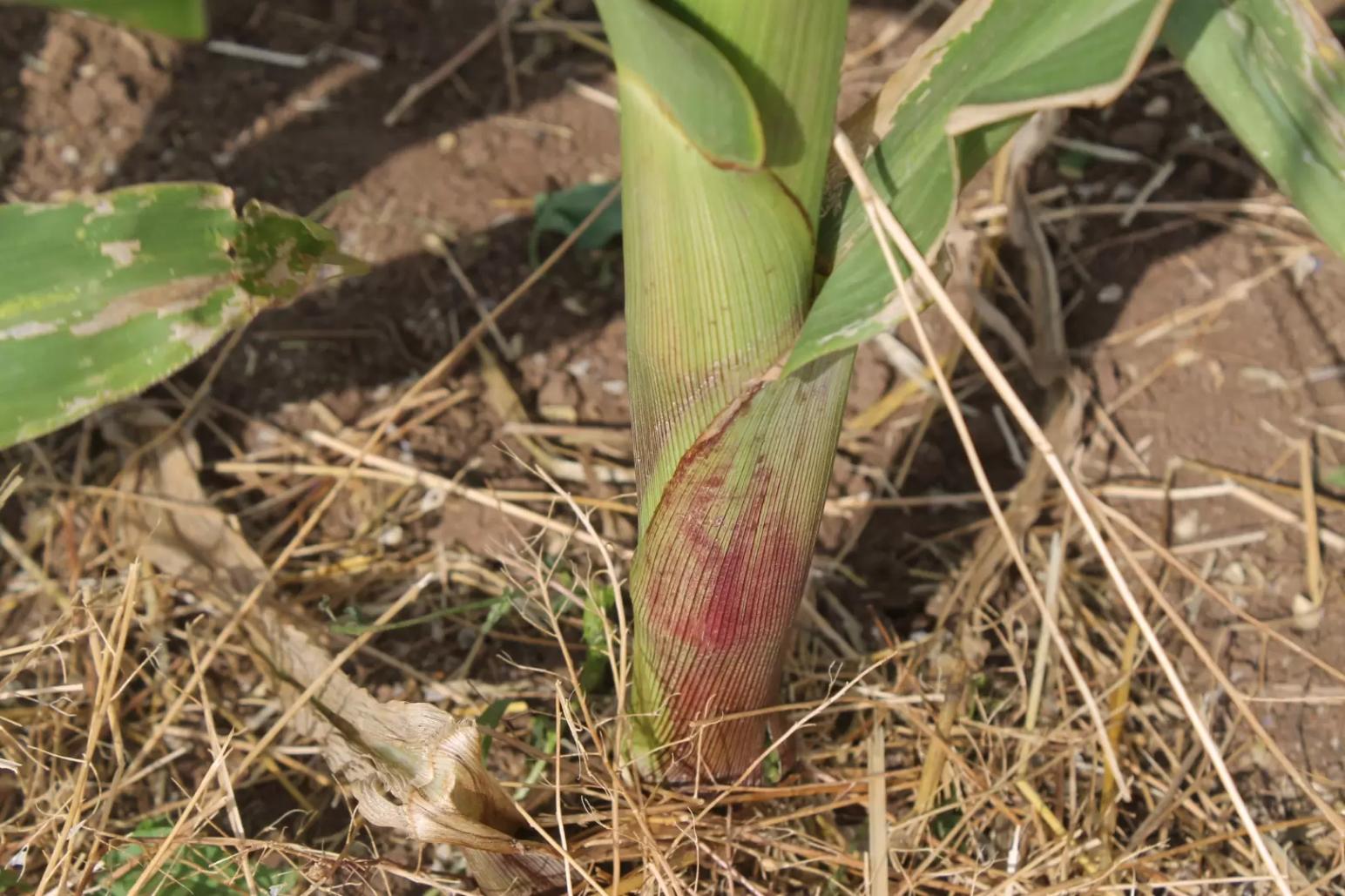 Микробиота здоровой почвы как фактор повышения биодоступности серы