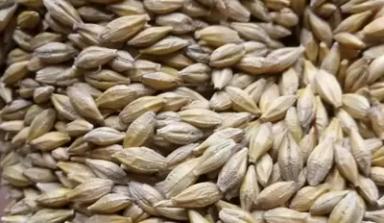 Ячмень кормовой по Санкт-Петербургу