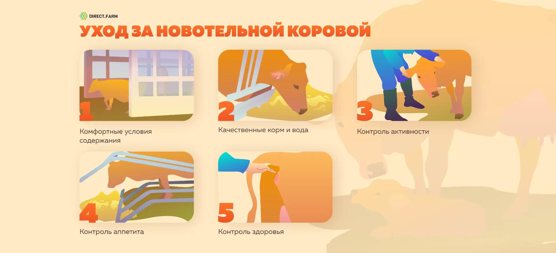 Памятка "Уход за новотельной коровой"