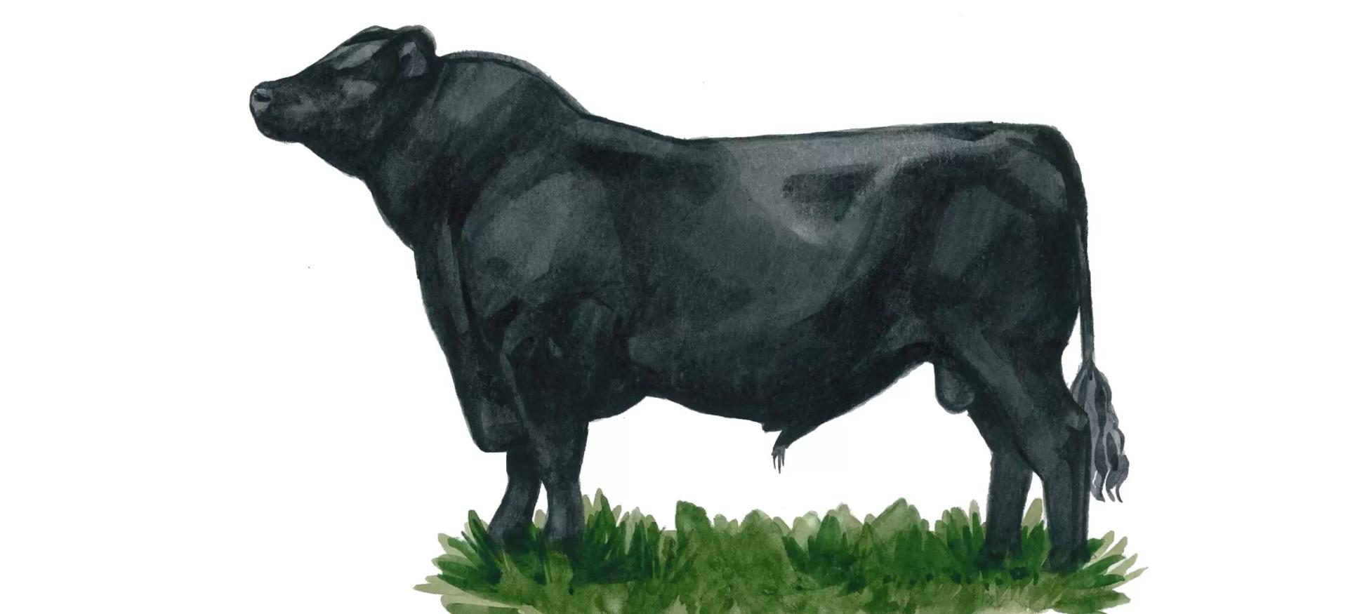 Абердин-ангусская порода коров: содержание, характеристика, фото
