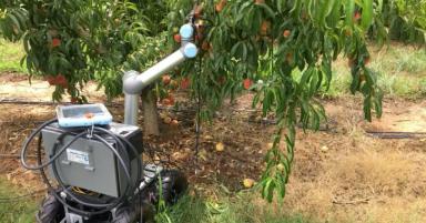 Исследователи разработали робота для прореживания плодов и обрезки персика
